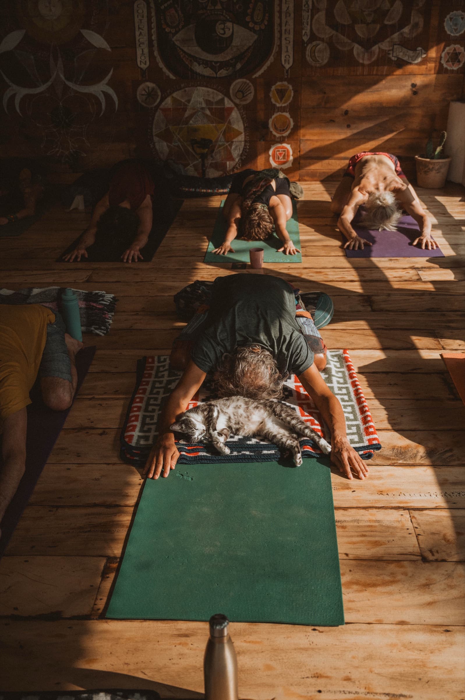 Yoga in child’s pose in the wooden shala, farm cat asleep on the blanket